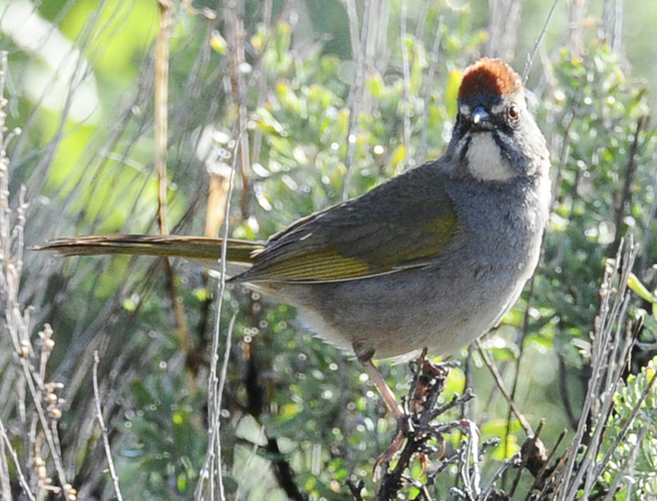 Green-tailed Towhee, fewer than a dozen reports, spring most likely, range west of the Dakotas credit: Jim Williams, Special to the Star Tribune