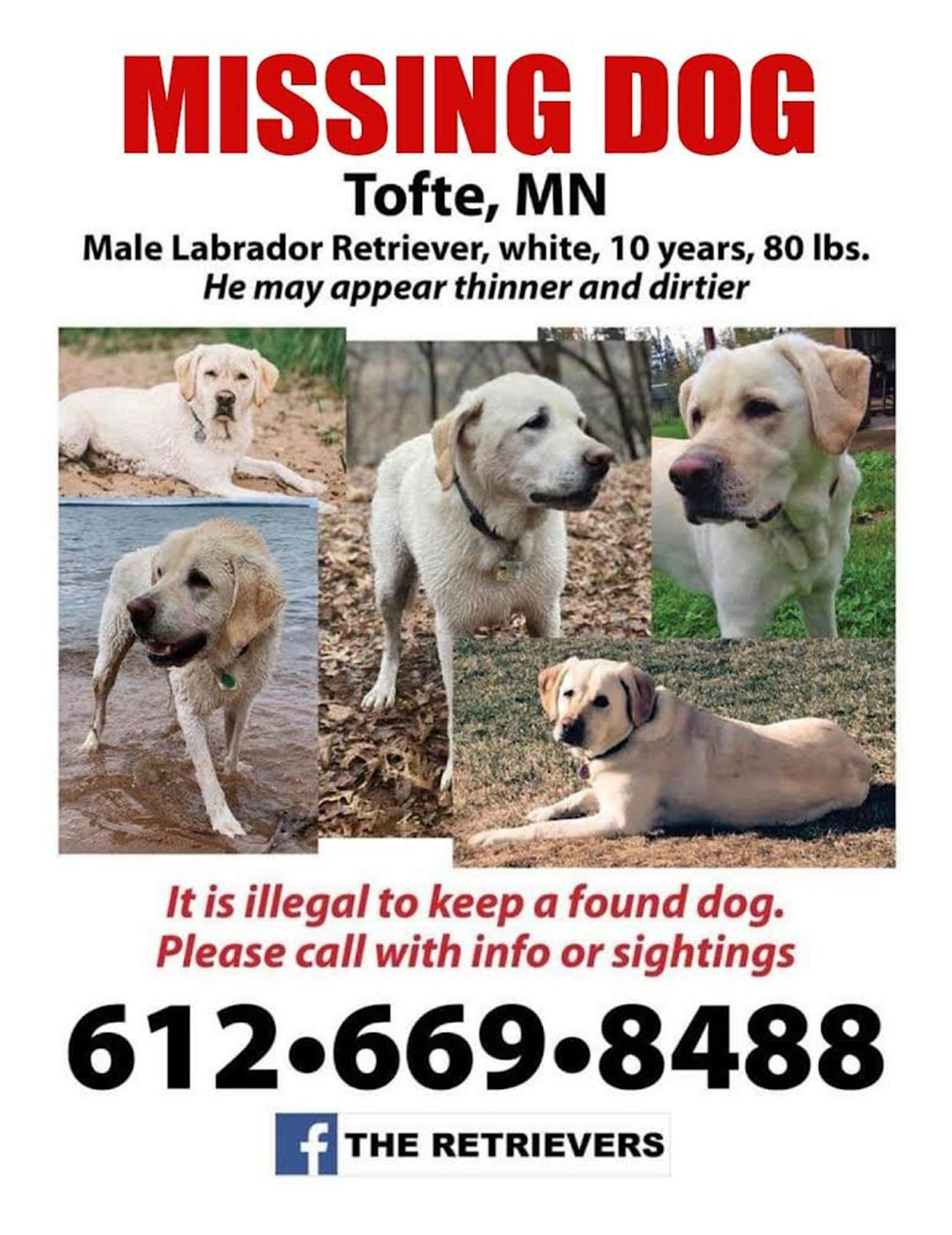 Rowdi, a yellow Labrador retriever, went missing on the North Shore in February. His Minneapolis family is still searching for hi.