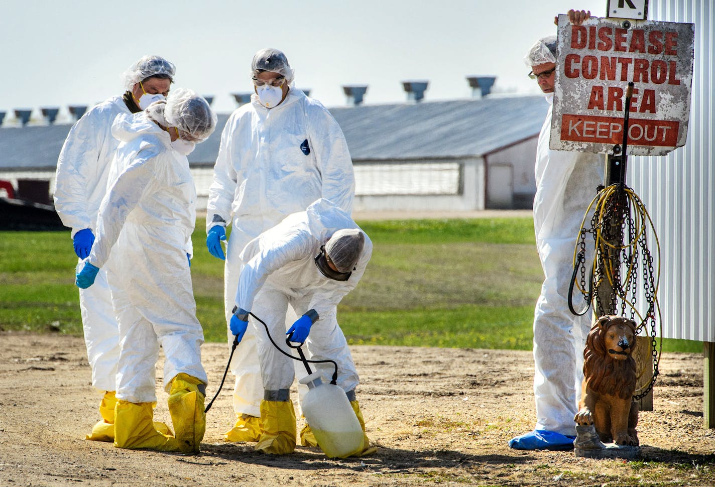 USDA workers disinfected a work crew at a Jennie-O turkey farm in Eden Valley, MN, at the end of a day. Eden Valley is in Meeker County. ] GLEN STUBBE * gstubbe@startribune.com Thursday, April 30, 2015