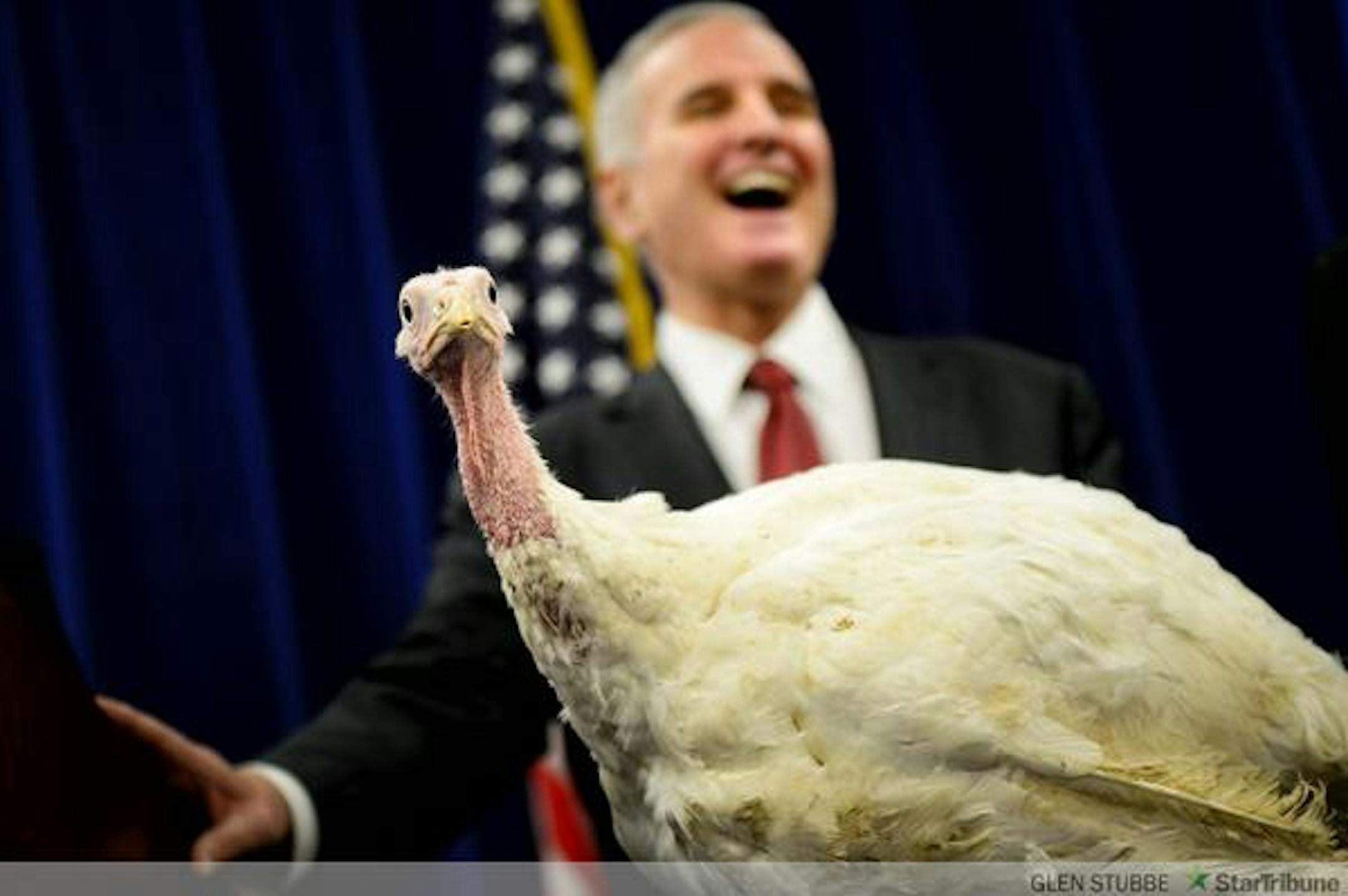 The turkey looks anything but thankful after a trip to the Minnesota Capitol on Monday.