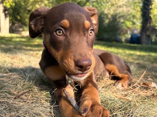 A brown puppy with hazel eyes clenches a small stick between her paws in a yard with yellow grass.