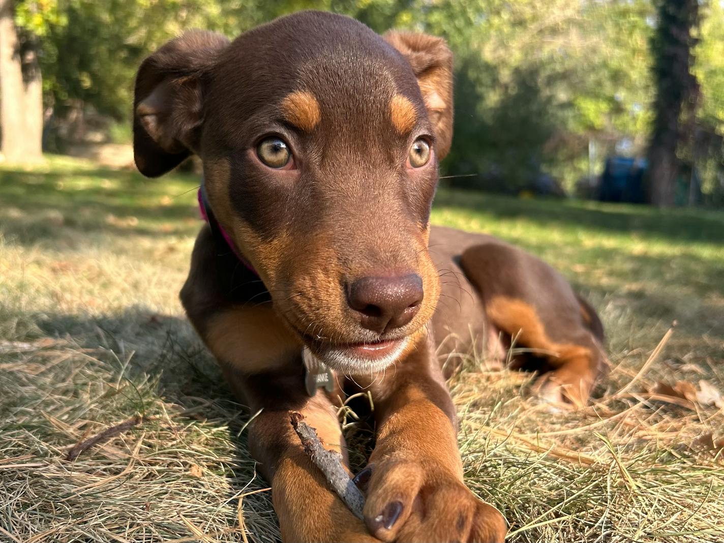 A brown puppy with hazel eyes clenches a small stick between her paws in a yard with yellow grass.