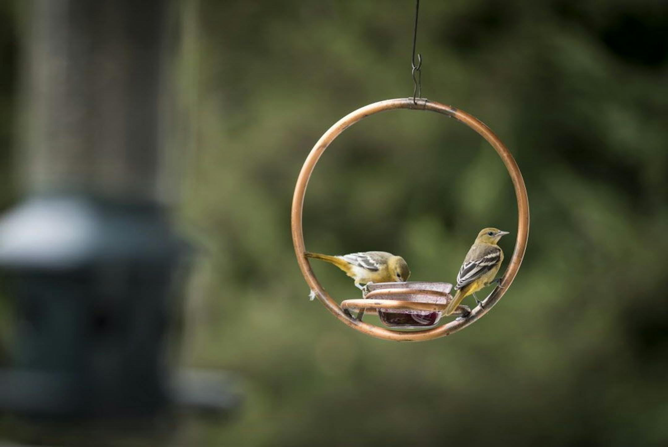 Goldfinches visit a bird feeder.