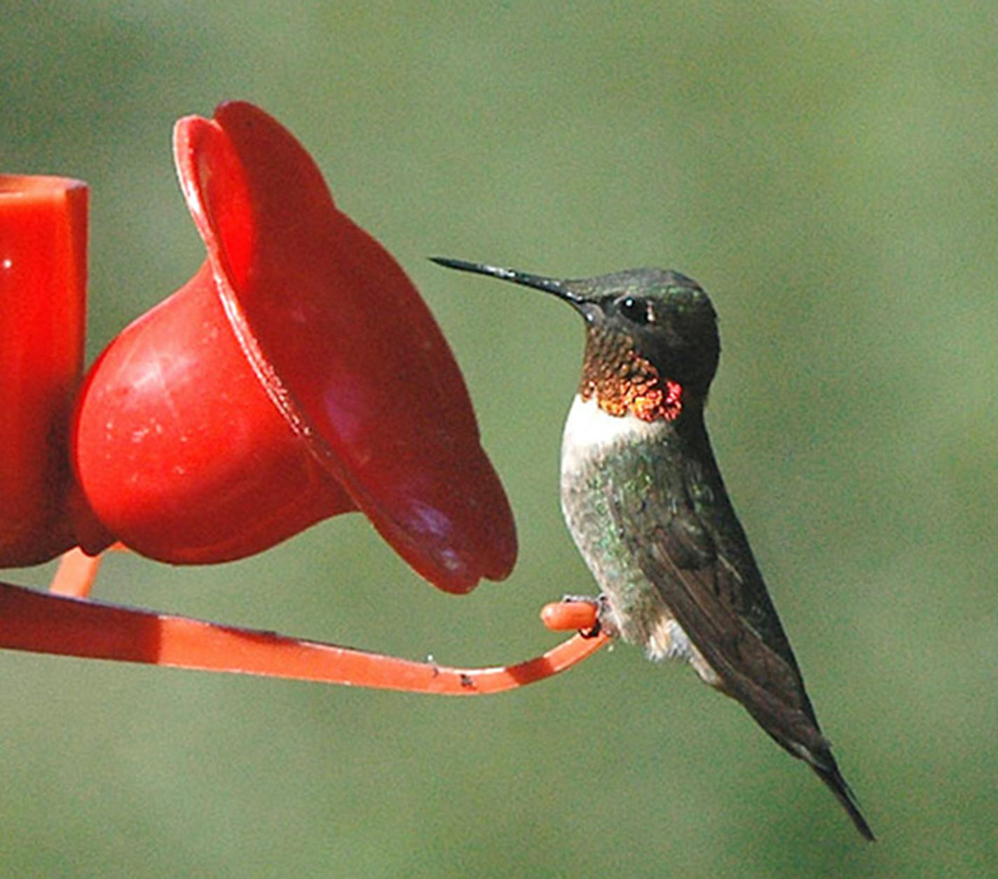 Hummingbird migration starts in late April. Jim Williams photo