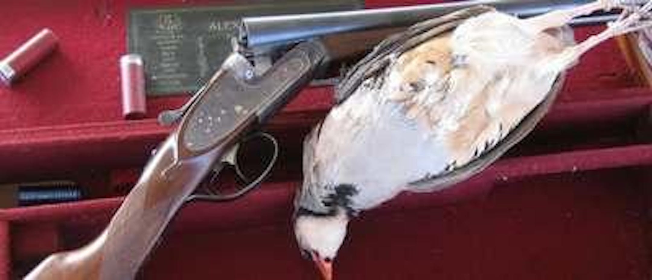 The gun and the bird--perfect match