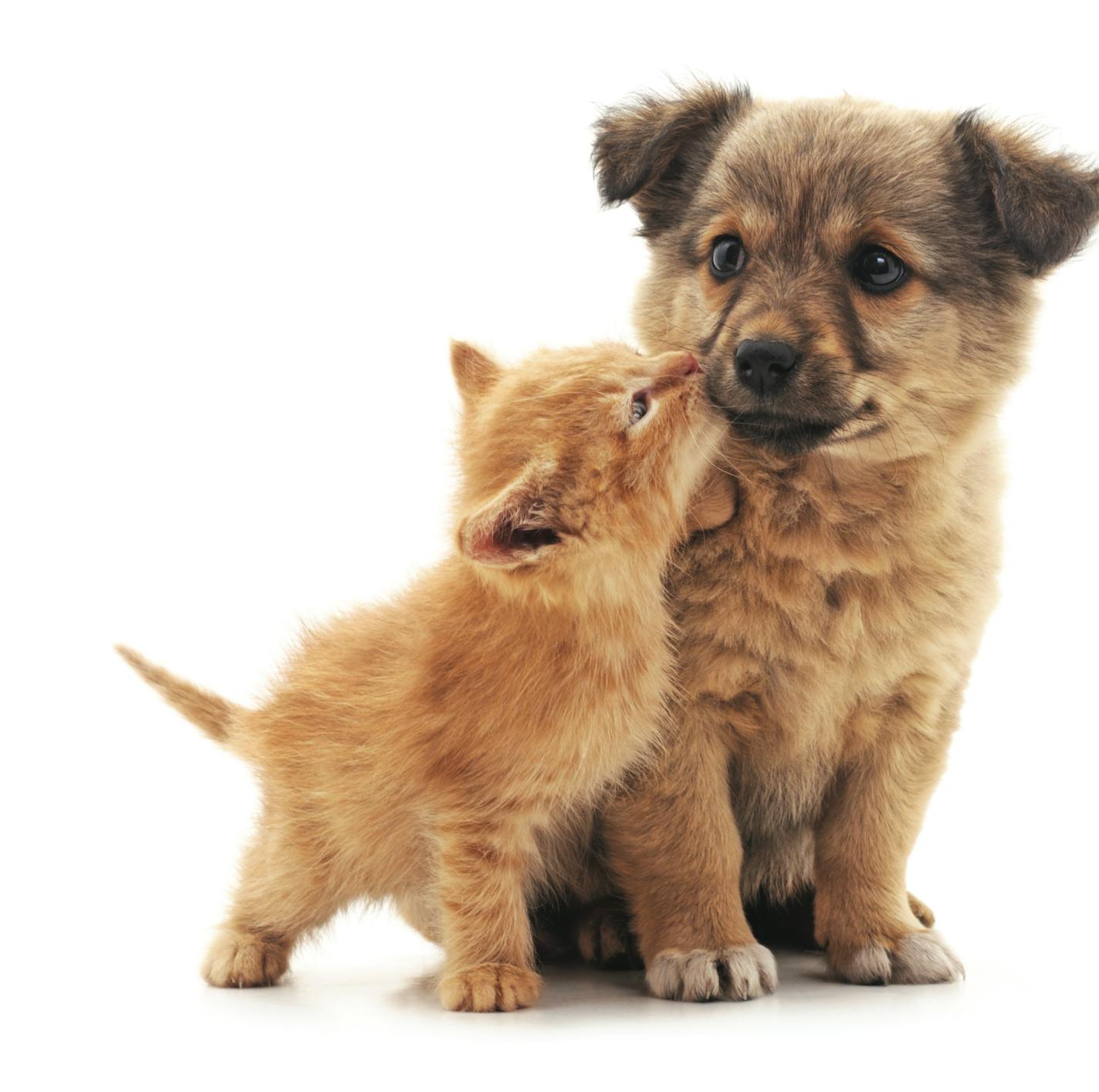 Puppy and kitten isolated on white background.