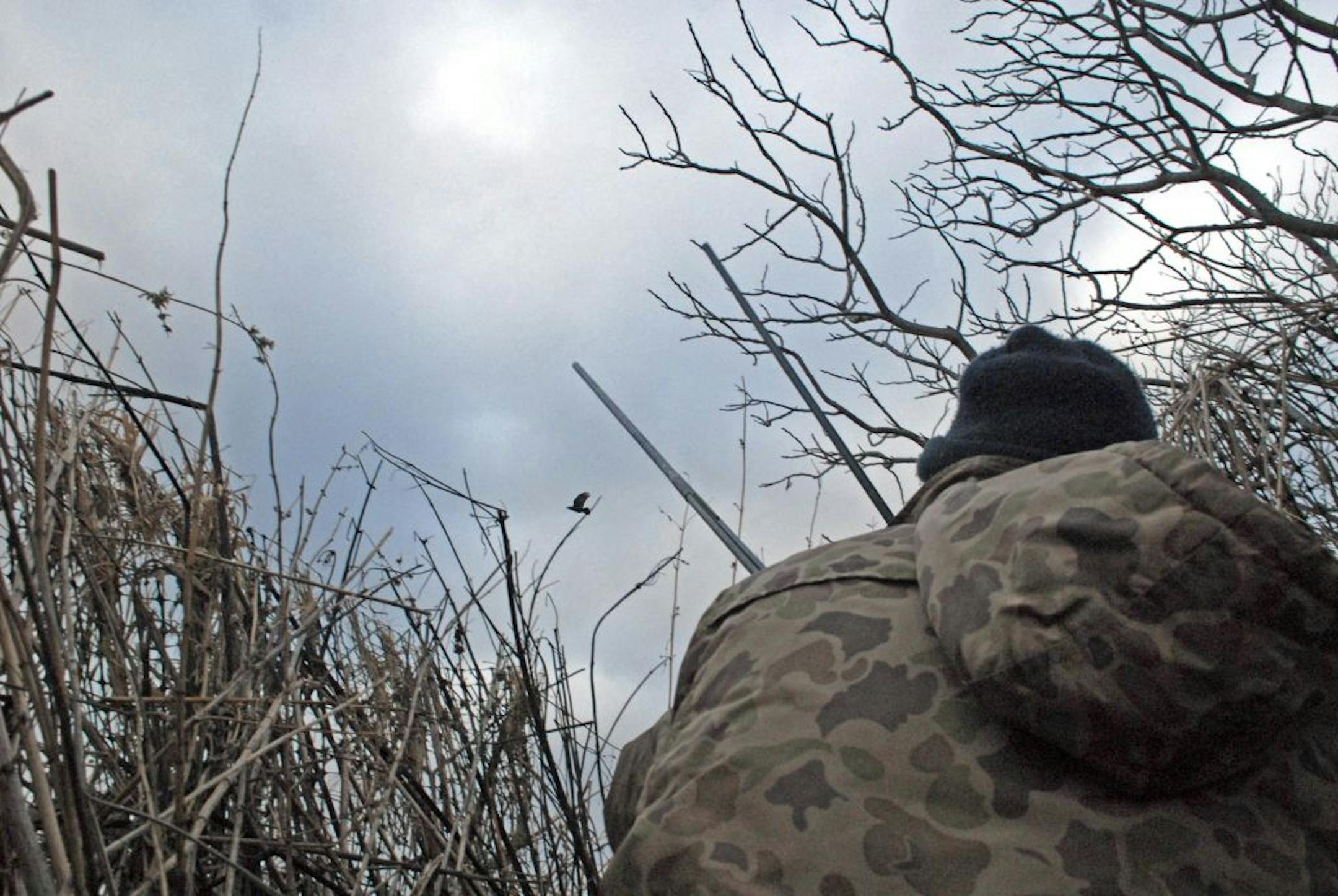 Calliing an approaching crow, Wendell Diller crouches low in anticipation of taking a shot.