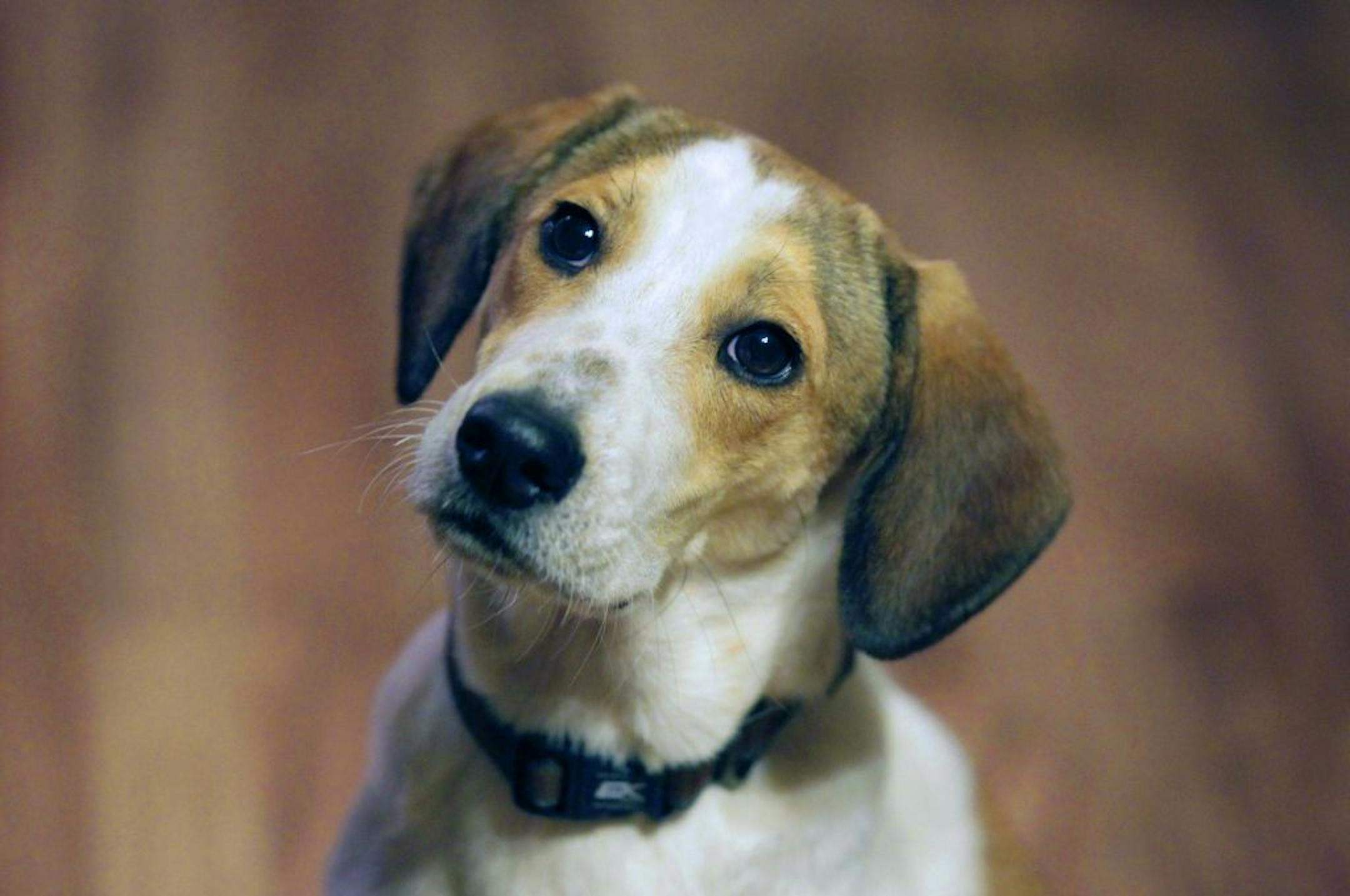 Daniel, who is better known as the "Miracle Dog", sits still while waiting for a treat in the home of Mark and Jill Pavlik, Friday, Oct. 28, 2011, in Rochelle Park, N.J. The stray beagle mix, who cheated death in an Alabama dog pound's gas chamber, is being fostered by the Pavlik's while a permanent home is found for him. The animal walked out unscathed from the carbon monoxide administered by the Animal Control Department in Florence, Ala., on Oct. 3.