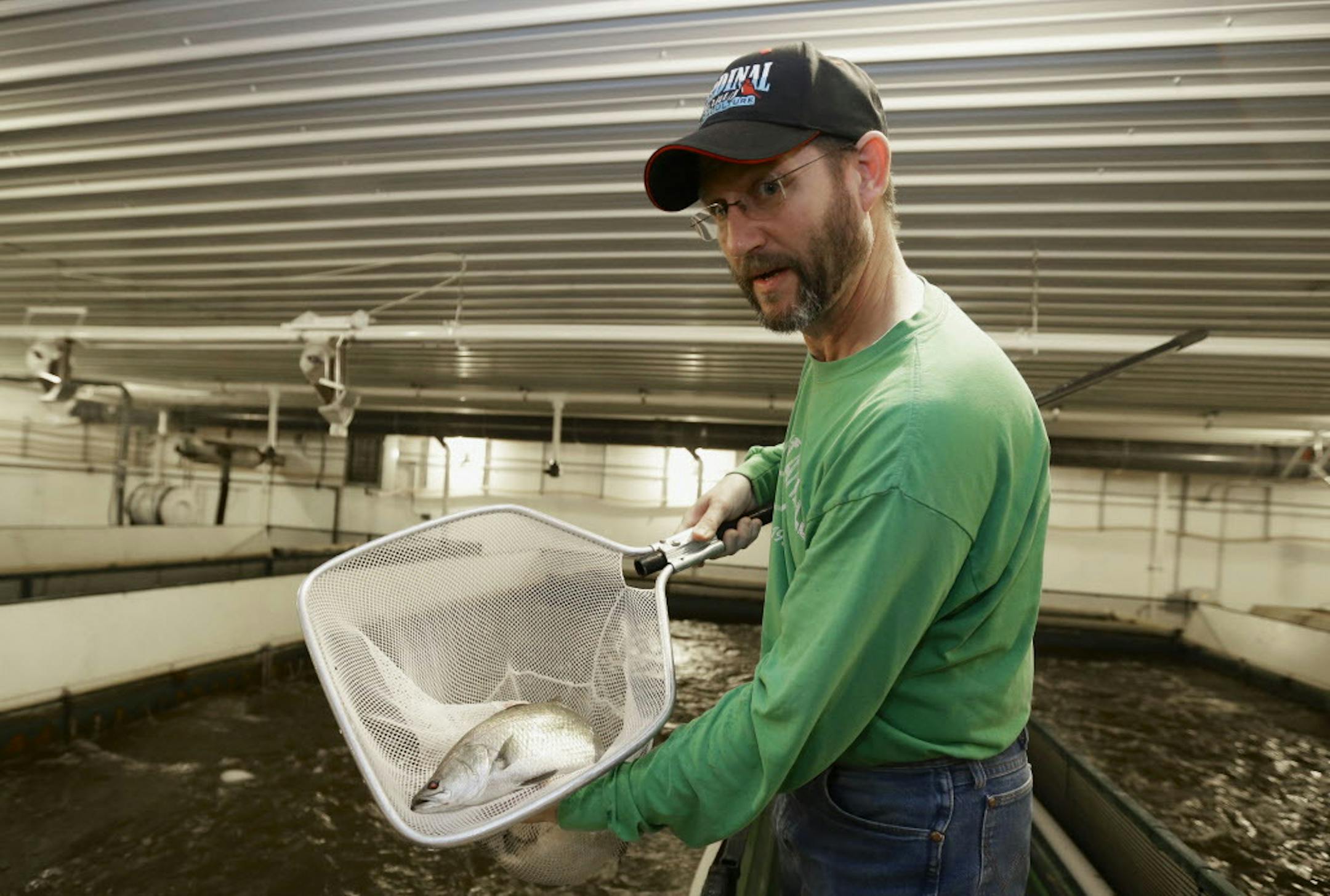 Scott Garwood of Cardinal Farms displays an Asian sea bass called barramundi, which he grows in Dakota City, Neb., Wednesday, Dec. 10, 2014. Farmers in the Midwest are increasingly turning to land-based, indoor fish farms to grow everything from freshwater trout to Atlantic salmon and sea bass, effectively bringing the surf to the turf. The reasons for the advent of indoor fish farming include overfishing of the world's waters and soaring consumption of fish, especially in the U.S., outstripping
