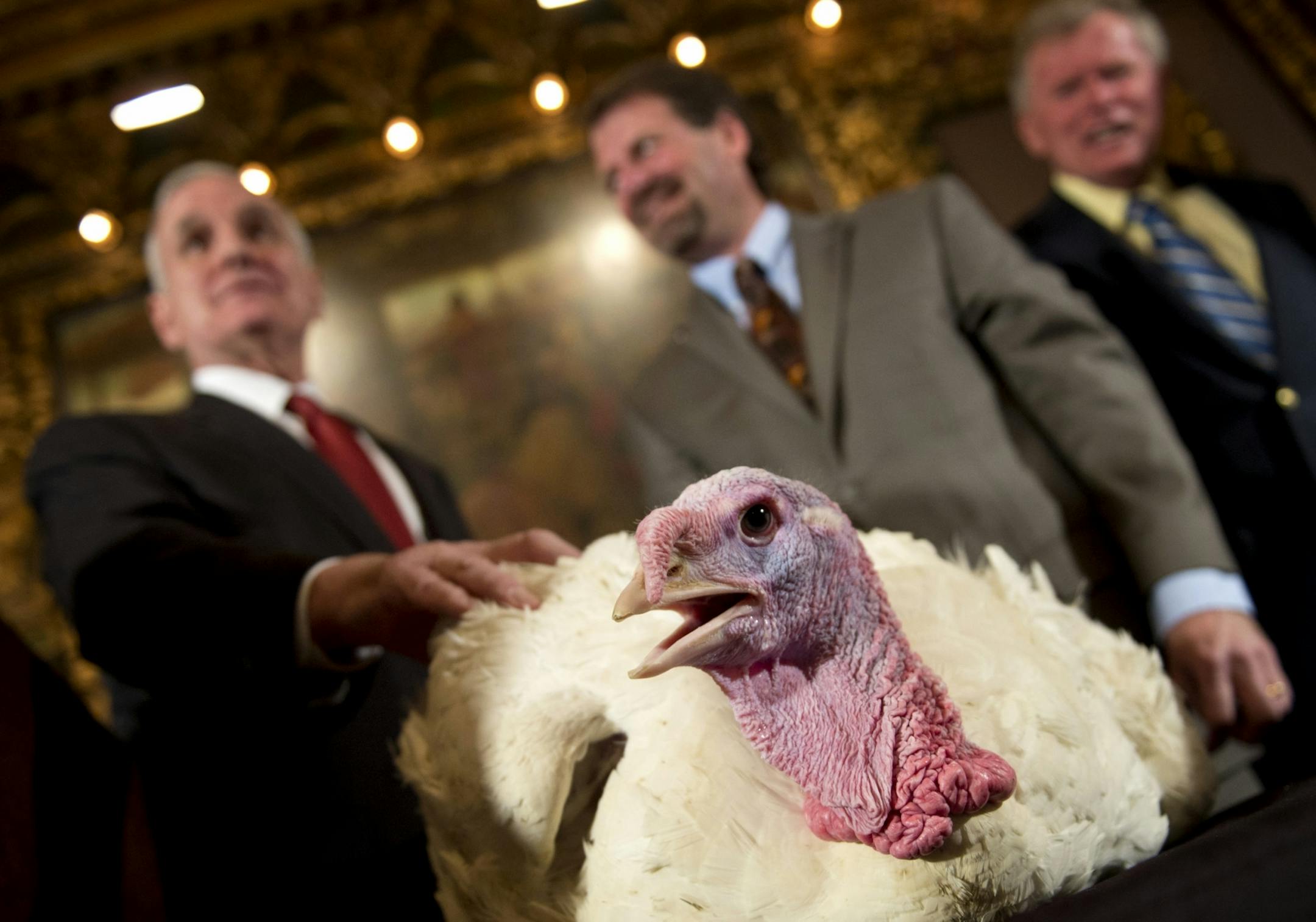 Gov. Mark Dayton, left, couldn't stretch his gubernatorial authority to pardon a Thanksgiving turkey at the Capitol on Tuesday. Minnesota turkey growers' representatives Steve Olson and Duane Jaenicke said the bird, dubbed "Bipartisan," will likely end up on someone's plate before long.