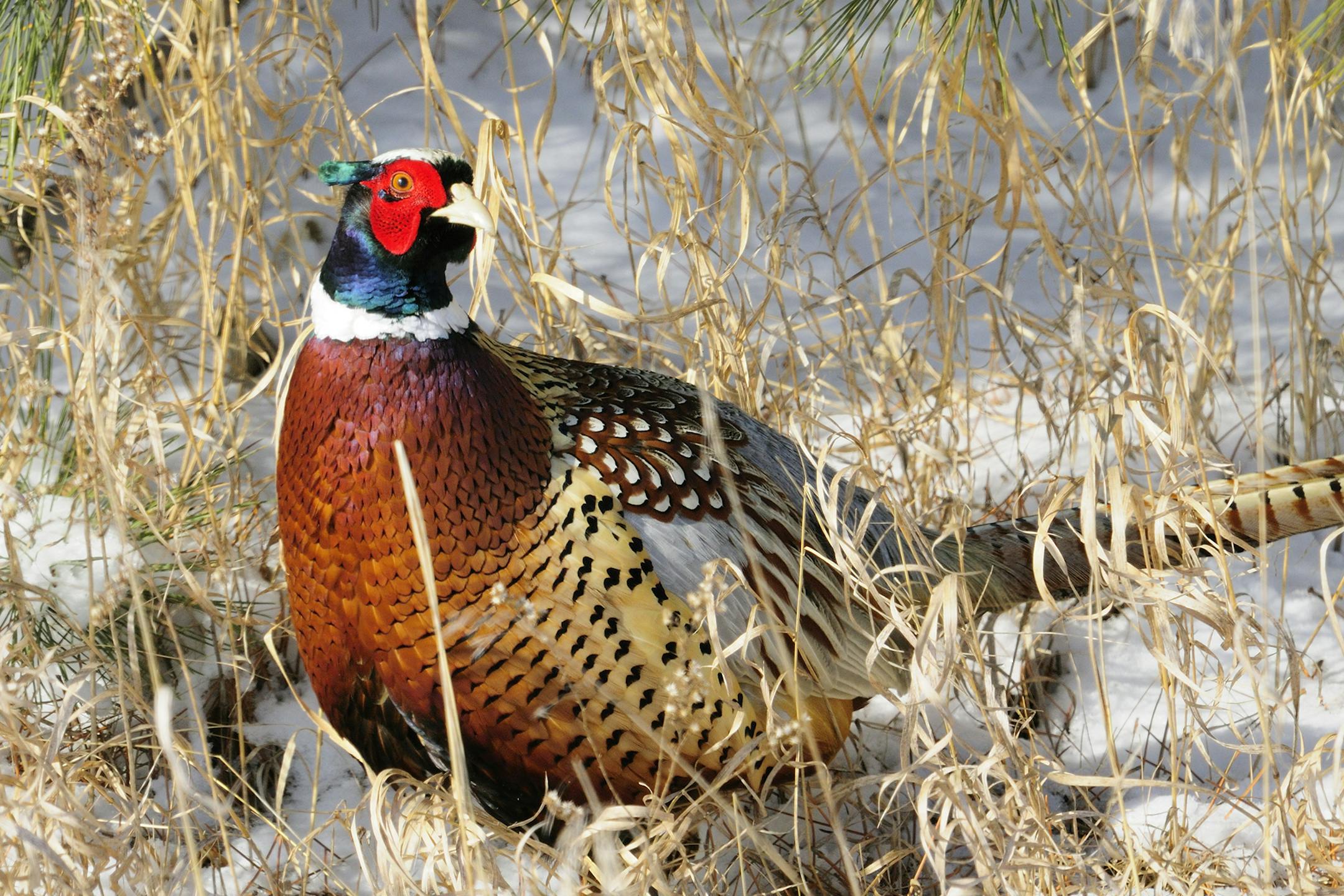 Minnesota’s pheasant range has endured a few snowstorms this winter. But generally, pheasants are doing pretty well and should pull through the cold months well.