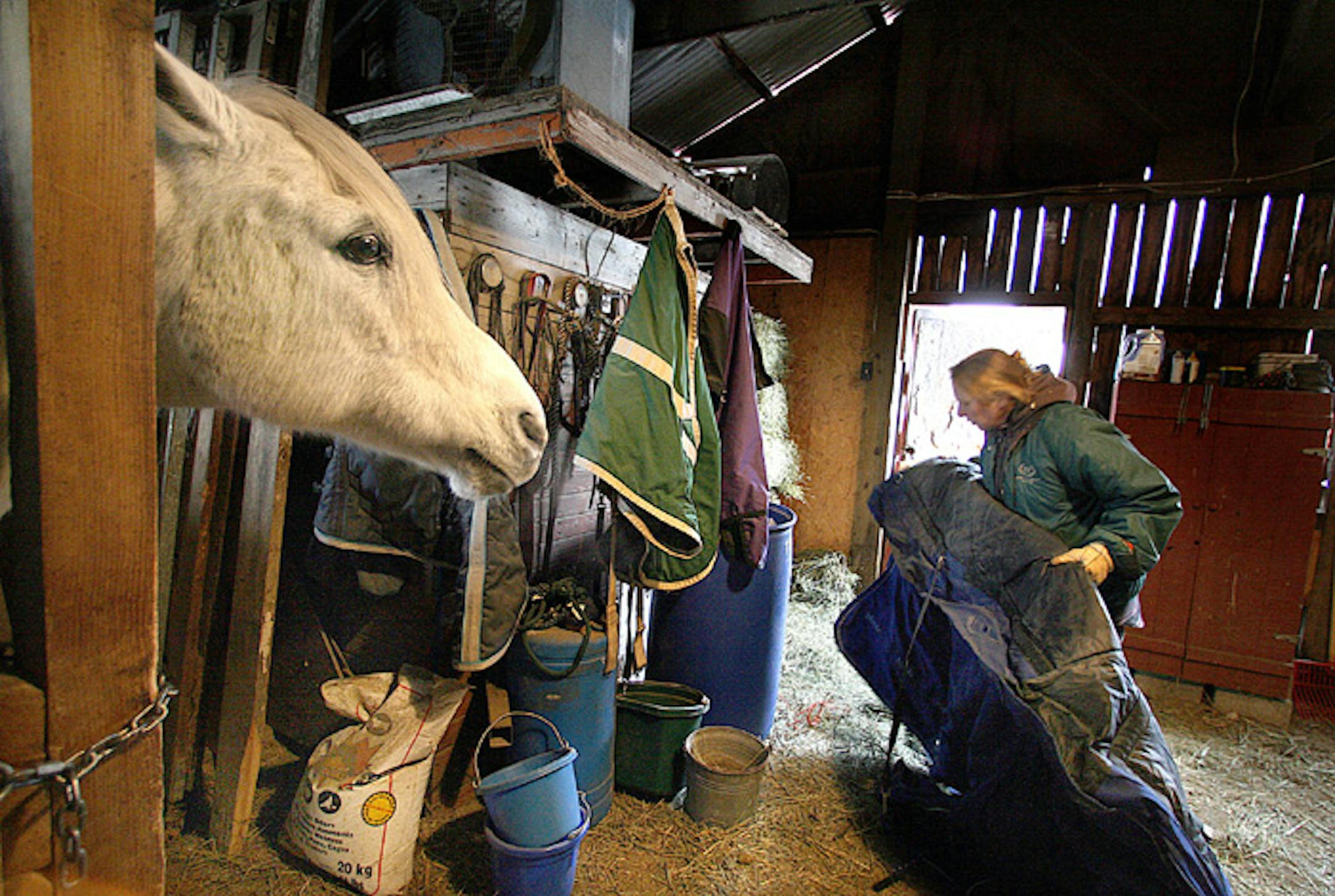 Drew Fitzpatrick tended to horses at Hooved Animal Rescue shelter as Iridium, left, a 15-year-old gelding, kept an eye on the proceedings.. She has 30 horses at her main barn and another 60 that are sheltered at friends' barns.