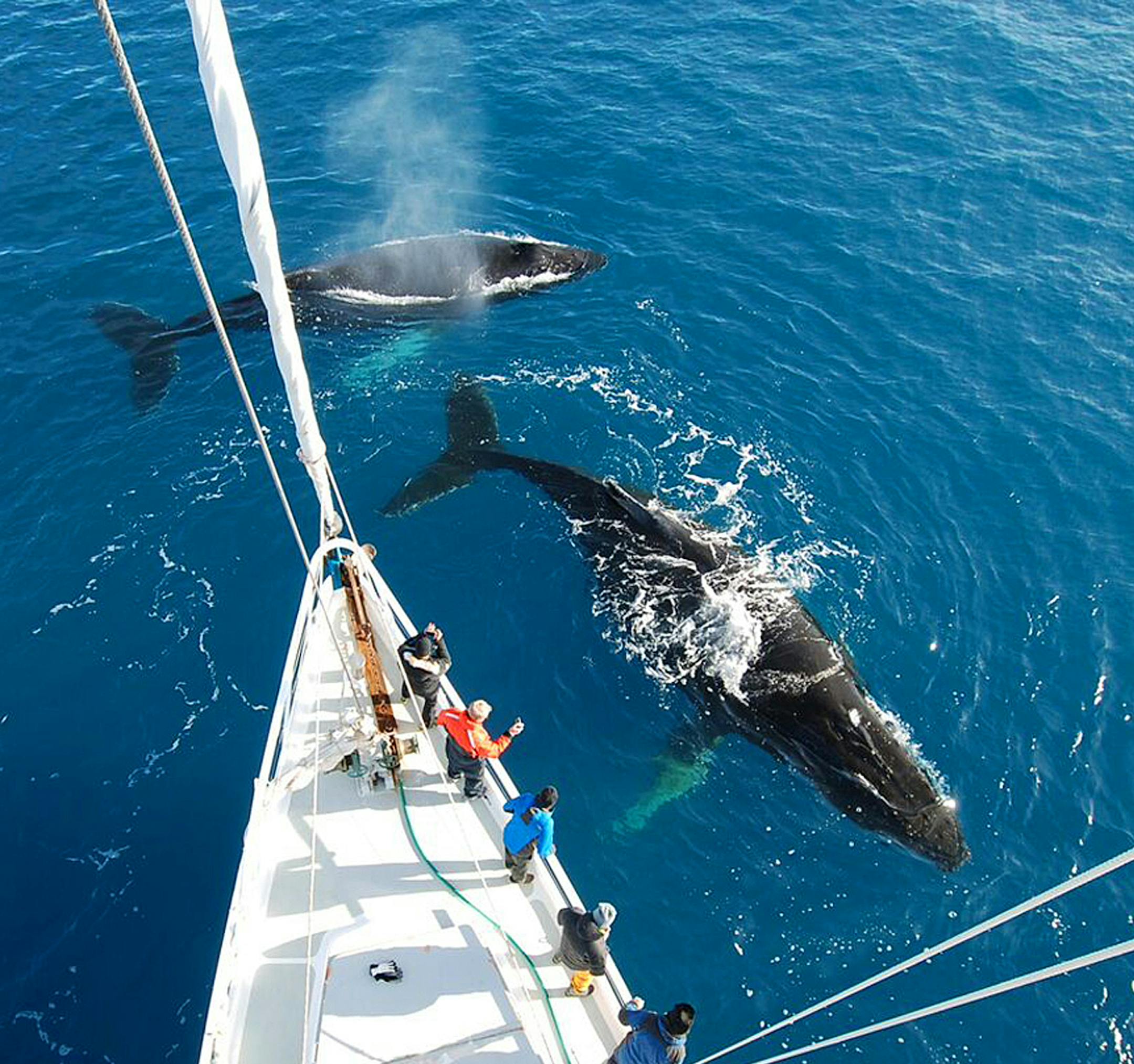 Whales Antarctica Ben Wallis HR Antarctica continues to grow as a cruise destination. Hereís how to choose the voyage for you. Photo by Anne Chalfant?