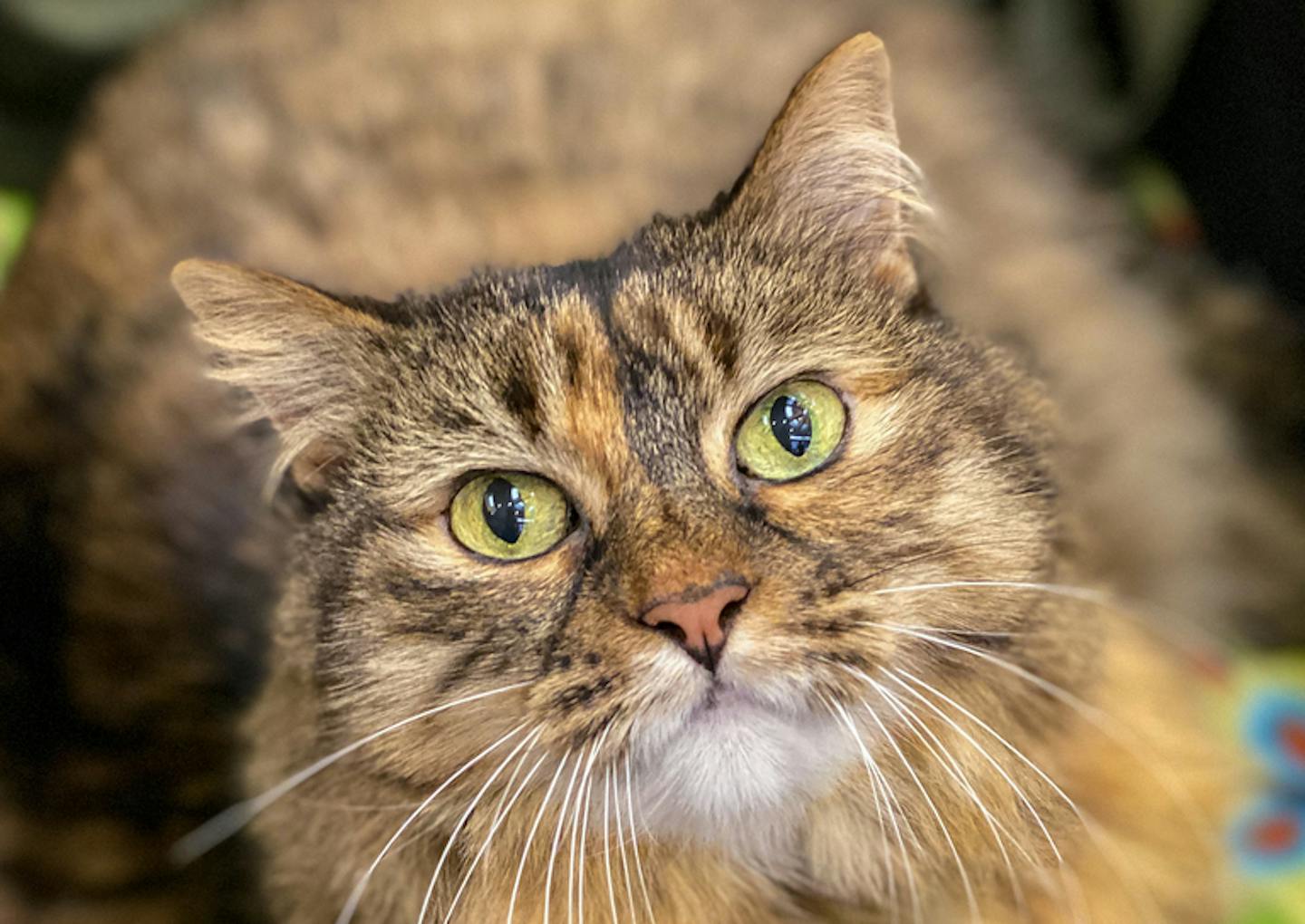 Stitches the cat is a new addition to the Minneapolis-St. Paul Airport's team of animal ambassadors.