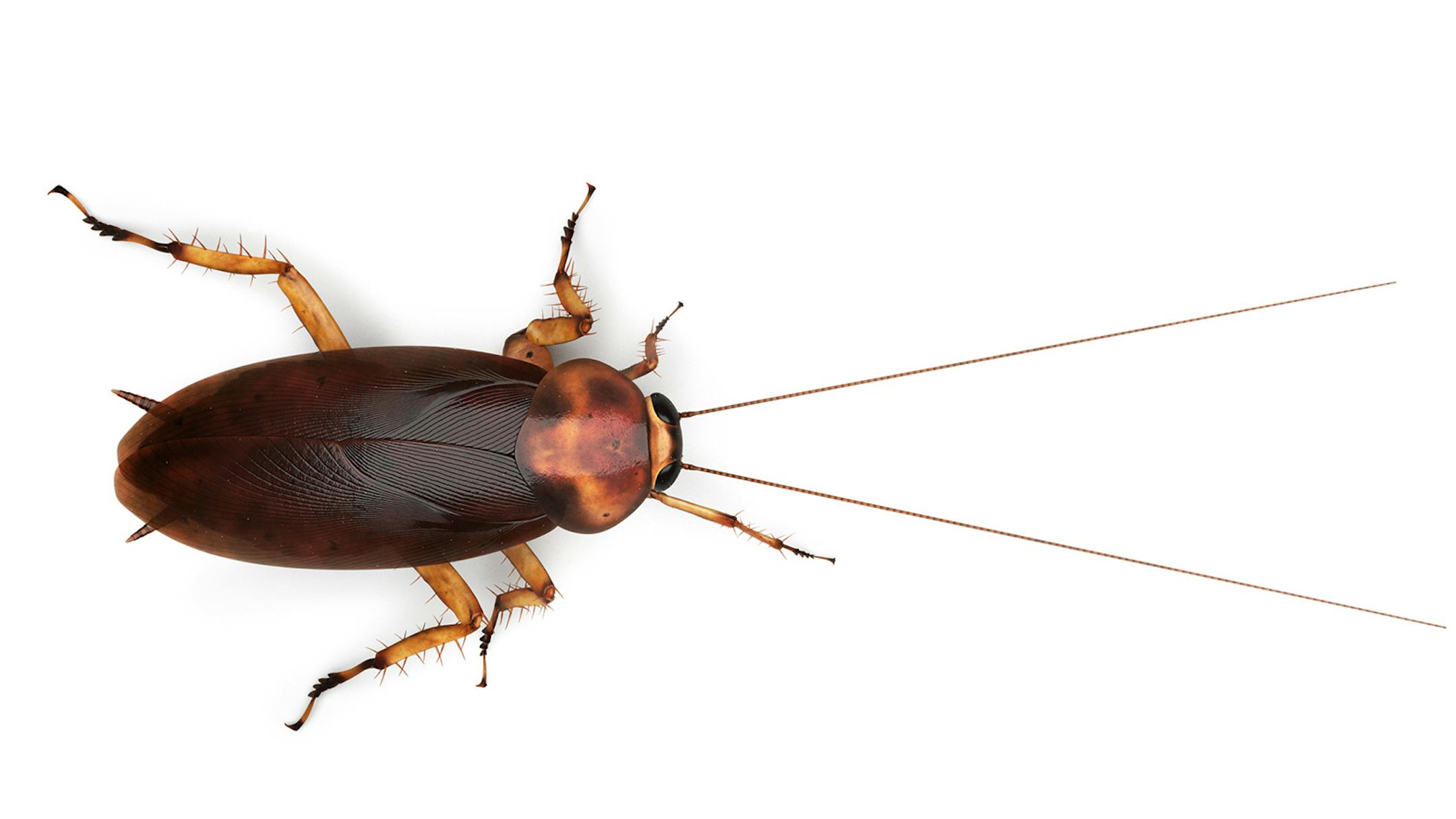 Renters want to terminate their lease because of a cockroach problem.