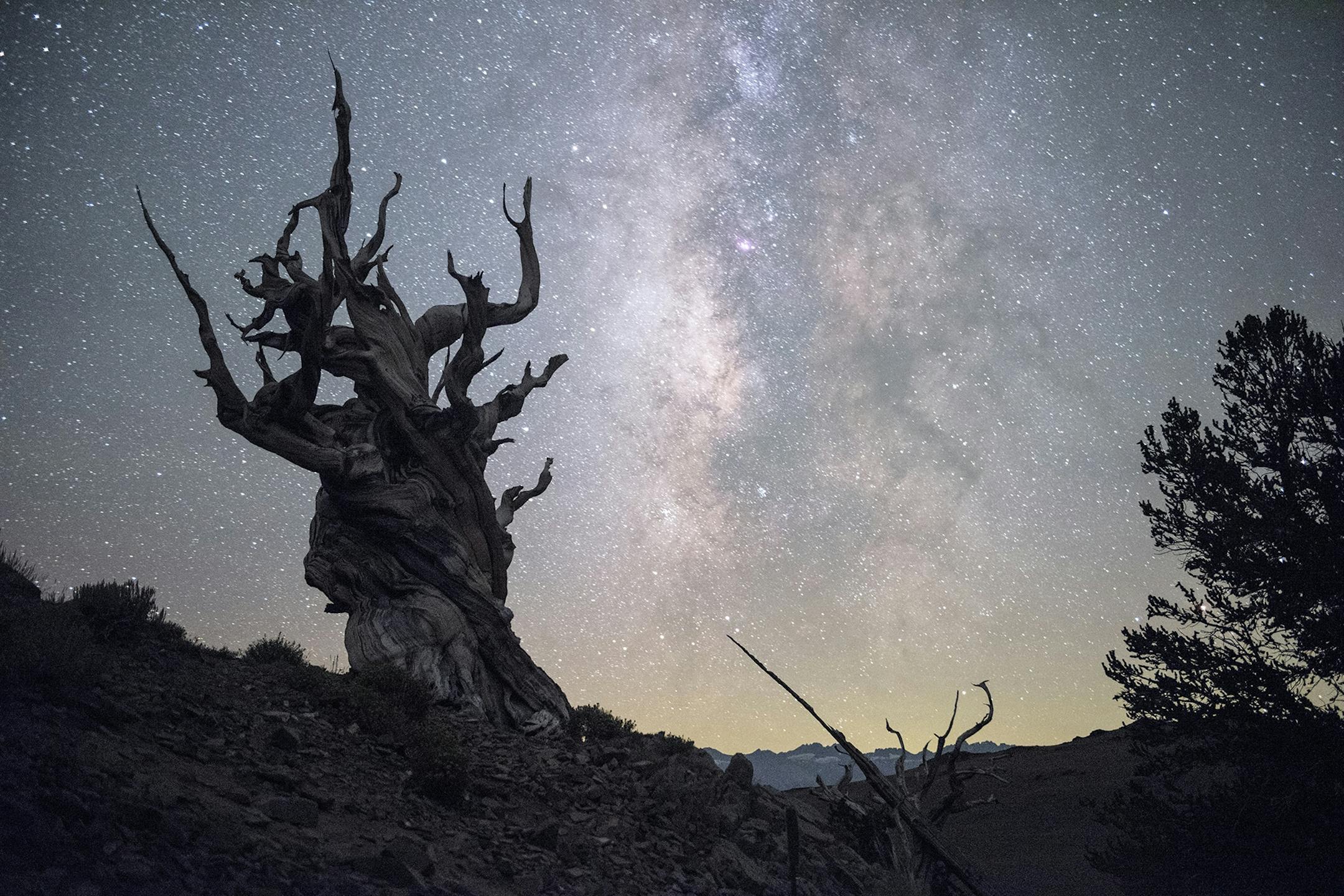 ONE TIME USE! The ancient Bristlecone Pine Forest in the White Mountains of California contain the Methuselah Tree - the oldest known living organism on the planet at over 4,400 years old. It is a wonderful contrast to the galactic core of the Milky Way - another "living" organism comprised of hundreds of billions of stars - and who knows what other forms of life?