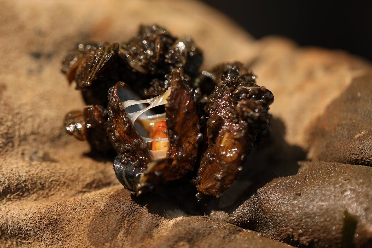 Zebra mussels have been found in lakes in Grant, Stevens and Wright counties, adding to a list of Minnesota waters that have recently reported infestations, officials said Monday.