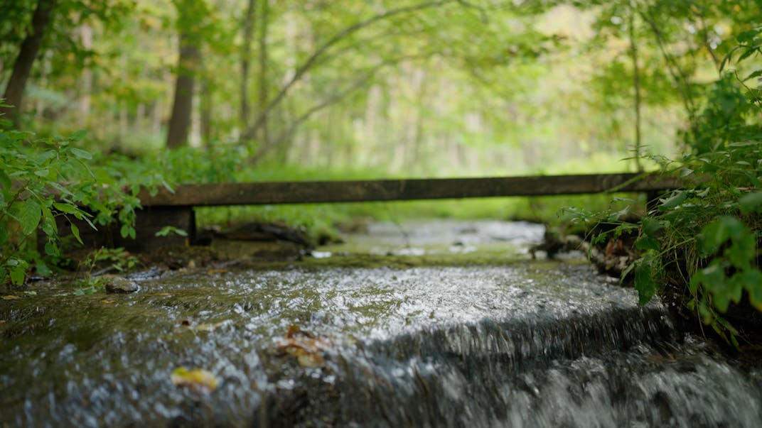 Scenery near the pine needles artist cabin