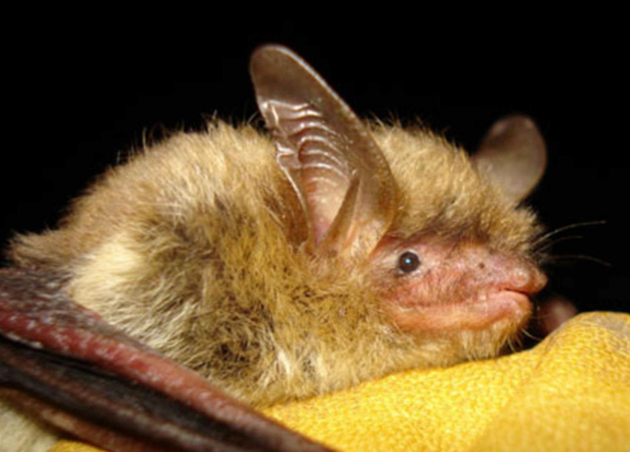 This file photo provided by the Wisconsin Department of Natural Resources shows a northern long-eared bat, which the U.S. Fish and Wildlife Service proposes to add to the federal endangered species list. The agency is scheduled to make a decision by October but officials in four states are requesting a delay. (AP Photo/Wisconsin Department of Natural Resources) ORG XMIT: NY122