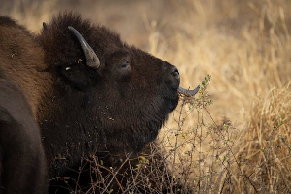 Bison have been reintroduced to Spring Lake Park Reserve in Hastings, the culmination of two years of effort by Dakota County’s parks department. On