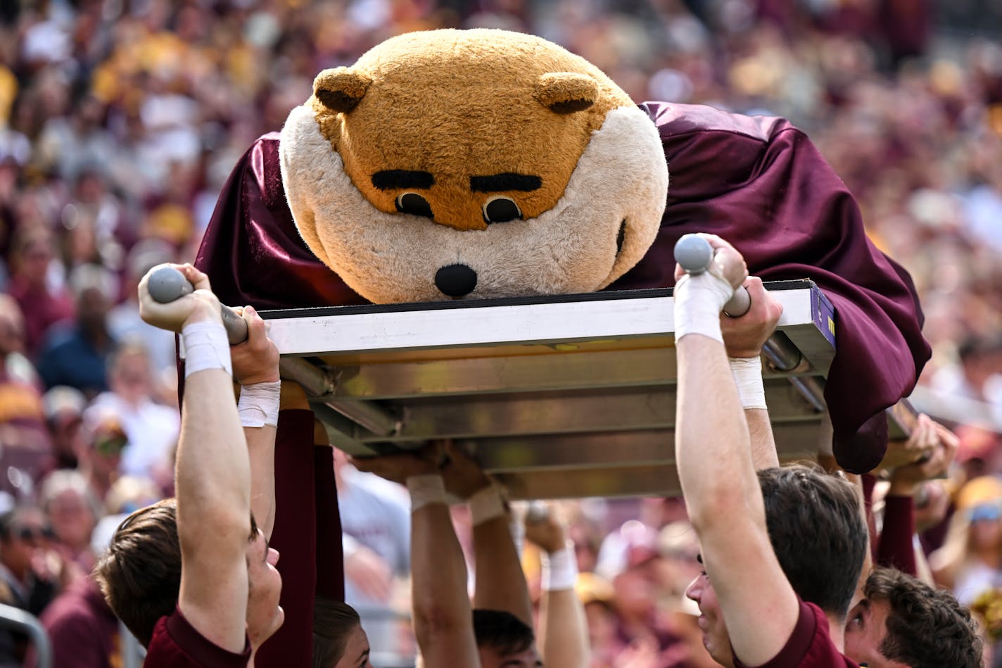 Goldy Gopher struggles to do 52 push ups, one for each point the Gophers scored, as Minnesota maintains a massive lead over the Western Illinois Leathernecks during the second half Saturday, Sept. 10, 2022 at Huntington Bank Stadium in Minneapolis, Minn. ] aaron.lavinsky@startribune.com