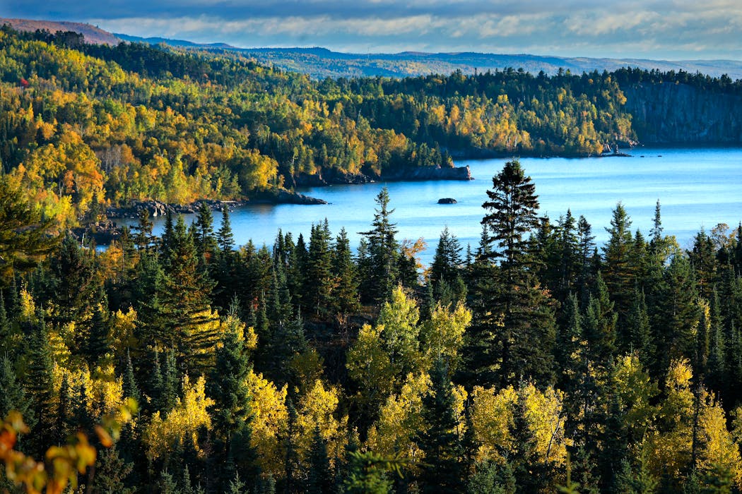 A stand of spruce, birch and aspen trees along the north shore of Lake Superior, photographed in 2021.