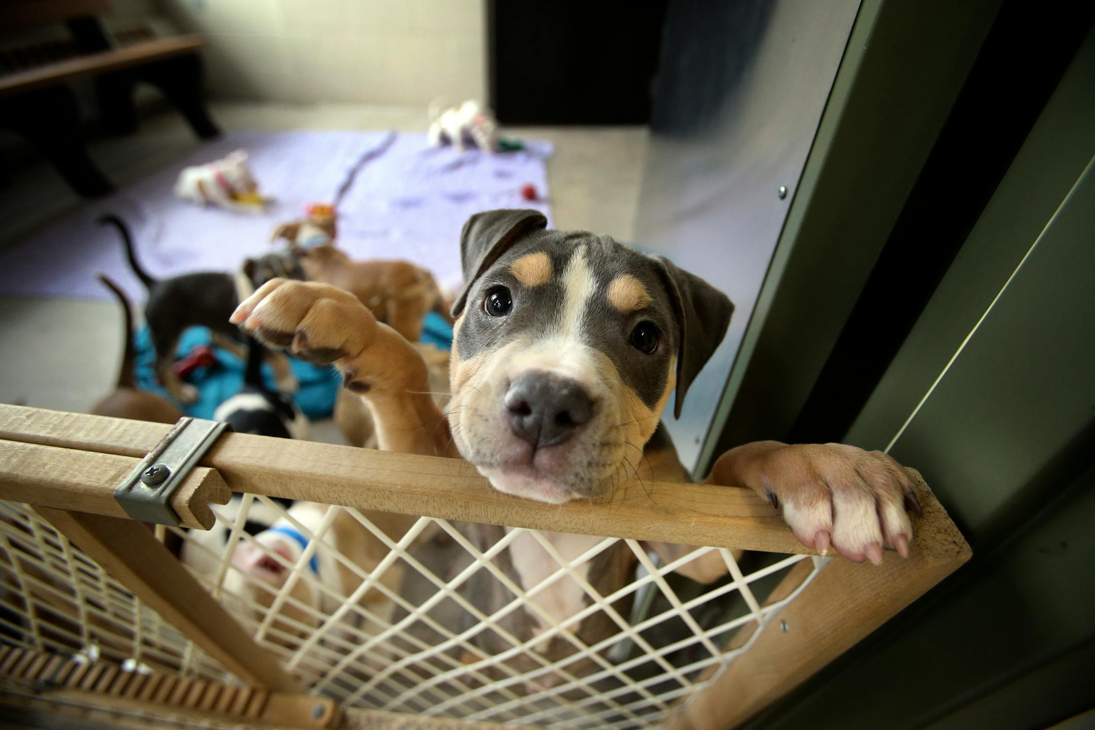 Nine nine-week old pitbull puppies were introduced to the media Thursday at the Minneapolis Animal Care and Control.