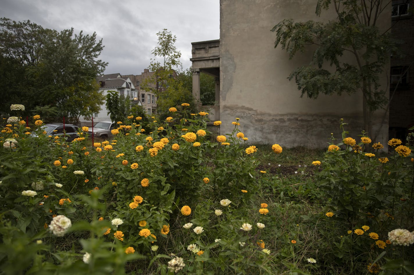 Zinnia flowers grow in the Southside Blooms urban flower farm Tuesday, Oct. 22, 2019, in the Englewood neighborhood of Chicago. The program exposes kids to urban agriculture and provides workforce development apprenticeships for young adults. The young adults transform vacant lots in their neighborhood into flower gardens. (Erin Hooley/Chicago Tribune/TNS) ORG XMIT: 1485816 ORG XMIT: MIN1911111553031922