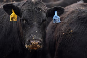 Beef prices have fallen more than 20% in the past two months, reflecting a change in global demand as the coronavirus pandemic grew. File photo of Bla