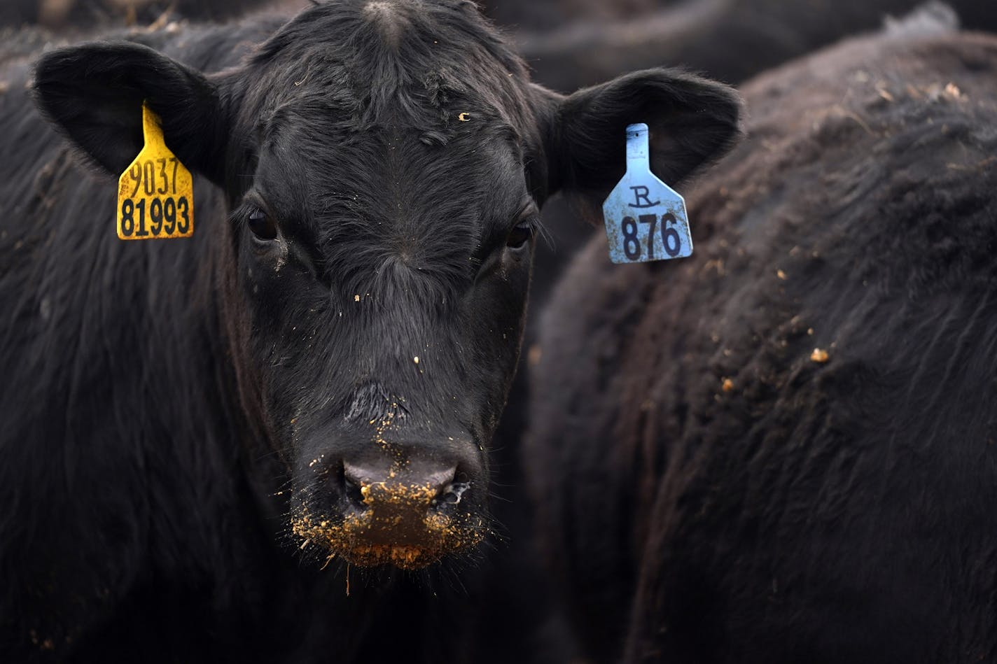 Beef prices have fallen more than 20% in the past two months, reflecting a change in global demand as the coronavirus pandemic grew. File photo of Black Angus steers at the Revier Cattle Company.