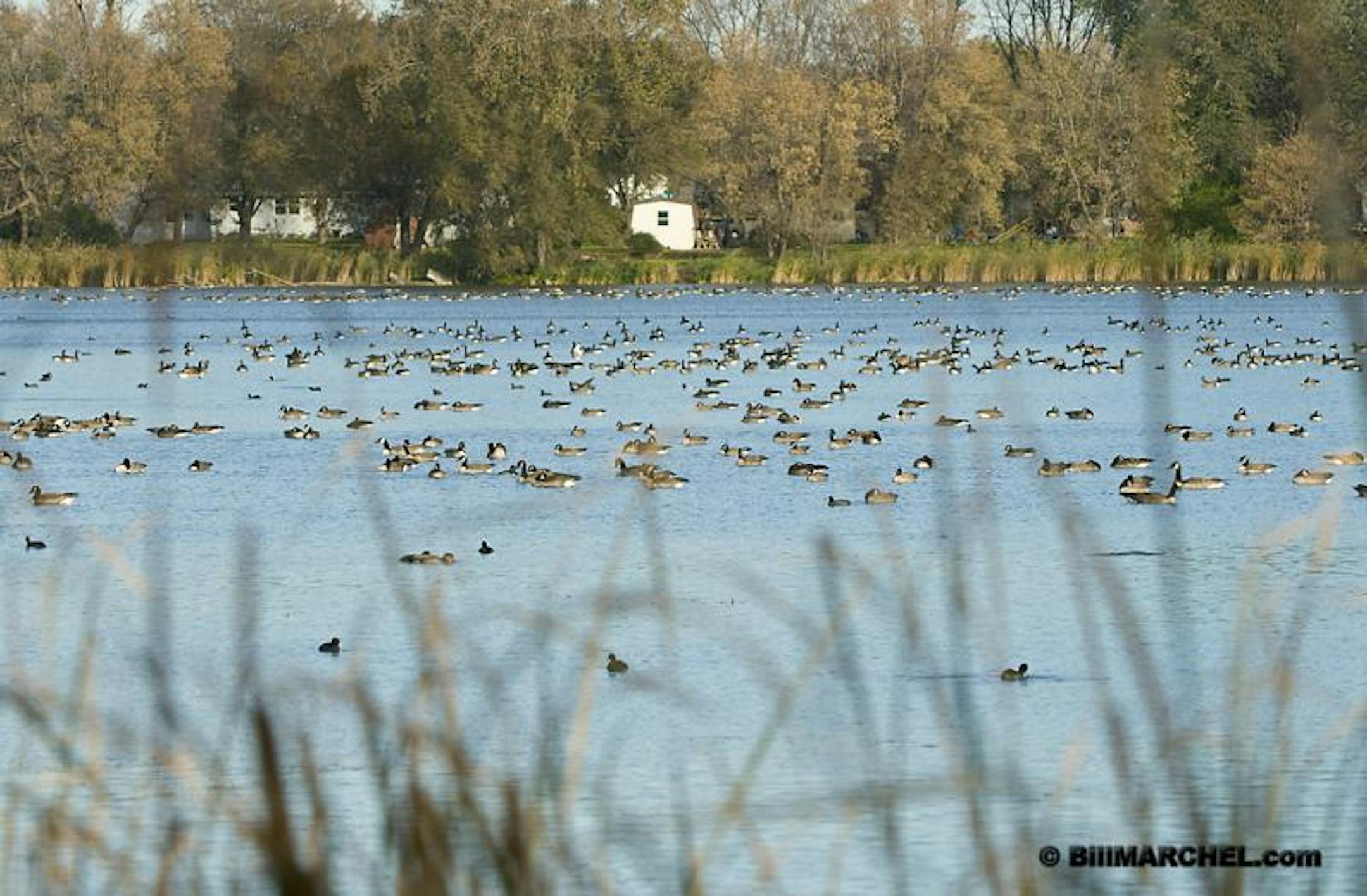 On Monday October 19, a few thousand Canada geese were resting on Crystal Lake in Morris, Minn.