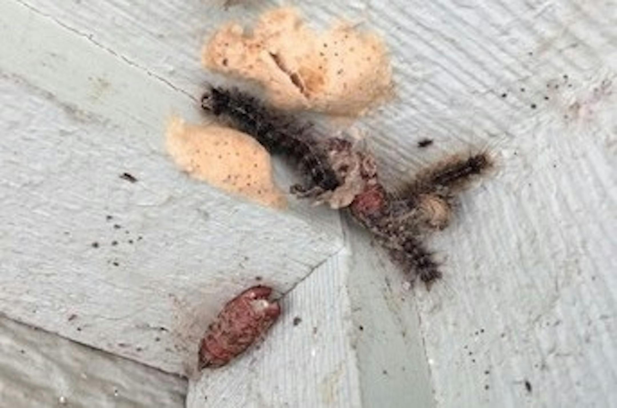 This gypsy moth infestation has led to a quarantine in a section of Minneapolis.