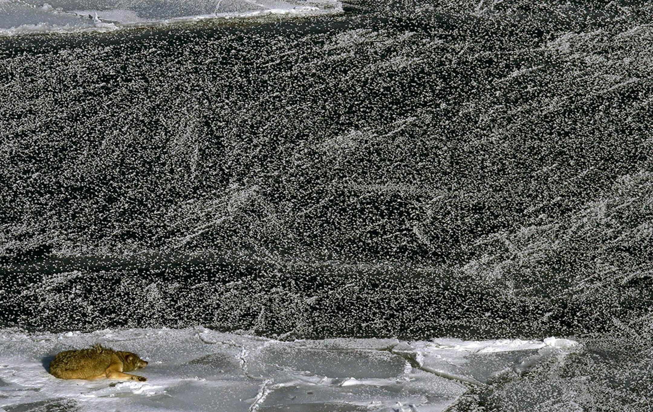 COURTESY OF ROLF PETERSON. Isabelle, a five-year-old female, is a floater not attached to either of the two packs on Isle Royale. That makes her vulnerable to attacks by the other packs. Last winter she took refuge on an icy bluff over Lake Superior to lick her wounds. Another time she was forced out onto the ice. This winter she §was seen only on one day in January, patrolling the shoreline. Researchers say she is one of the wolves that could §leave the island if another ice bridge fo