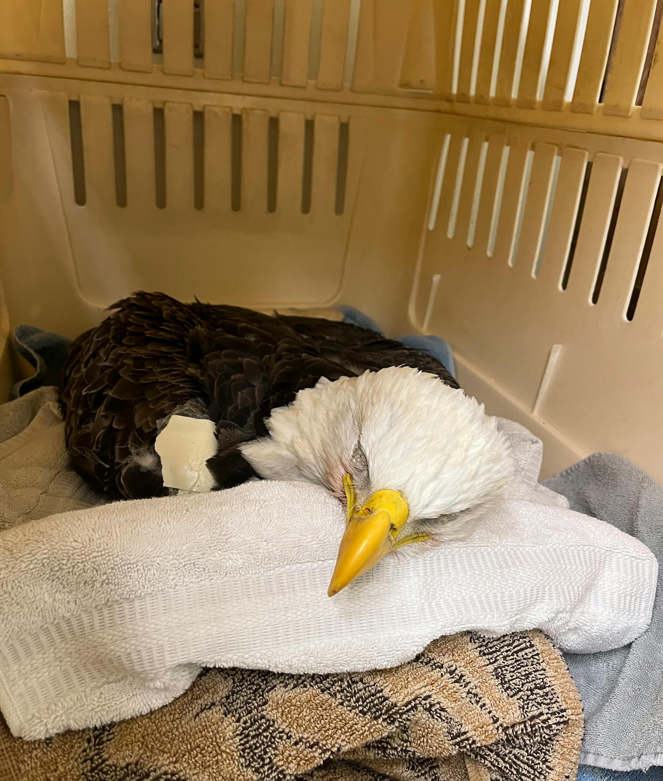 An adult bald eagle just after its initial intake at the Raptor Center in December. The eagles did not receive any additional sedation as part of their treatment, but were severely sedated by pentobarbital they ingested.