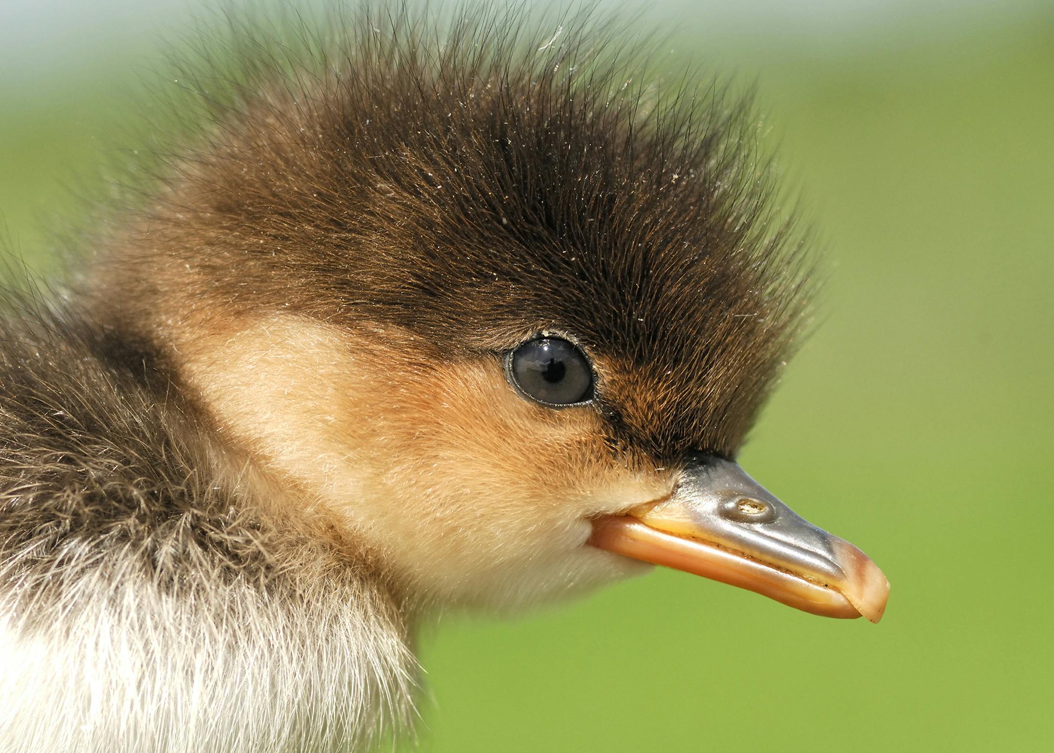 DO NOT USE! ONE-TIME USE WITH BILL MARCHEL COPY ONLY. Baby birds don't get any cuter than this young hooded merganser.