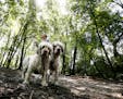 Amy Schmitz walked her two Clumber Spaniel's Ernie, left and Penny on a15-acre parcel of wild land located at 40th Street West and France Avenue south