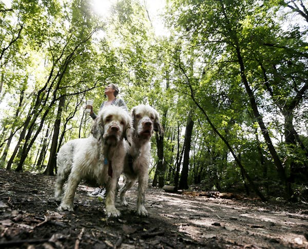 Amy Schmitz walked her two Clumber Spaniel's Ernie, left and Penny on a15-acre parcel of wild land located at 40th Street West and France Avenue south