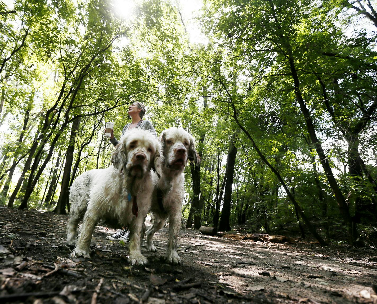 Amy Schmitz walked her two Clumber Spaniel's Ernie, left and Penny on a15-acre parcel of wild land located at 40th Street West and France Avenue south straddling the border of Edina And St. Louis Park. Monday September 1 , 2014 in Minneapolis MN . ] Jerry Holt Jerry.holt@startribune.com