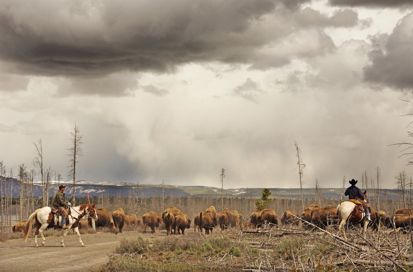 The process of moving the bison across many miles can take days. When darkness falls, the riders will leave the bison over night only to find that the next morning they&#x201a;&#xc4;&#xf4;ve moved somewhere else. Every spring many of the Yellowstone bison follow ancient migration patterns and move out of the park looking for food. In what has become an annual ritual, the animals are herded back into Yellowstone by staff of the Montana state department of agriculture and federal park rangers. ] J