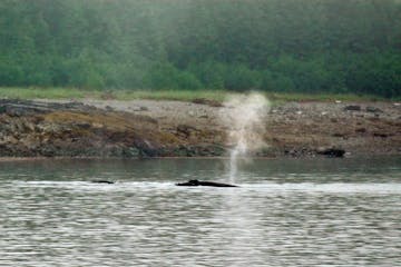 It's easy to see all sorts of wildlife when visiting Alaska's Glacier Bay