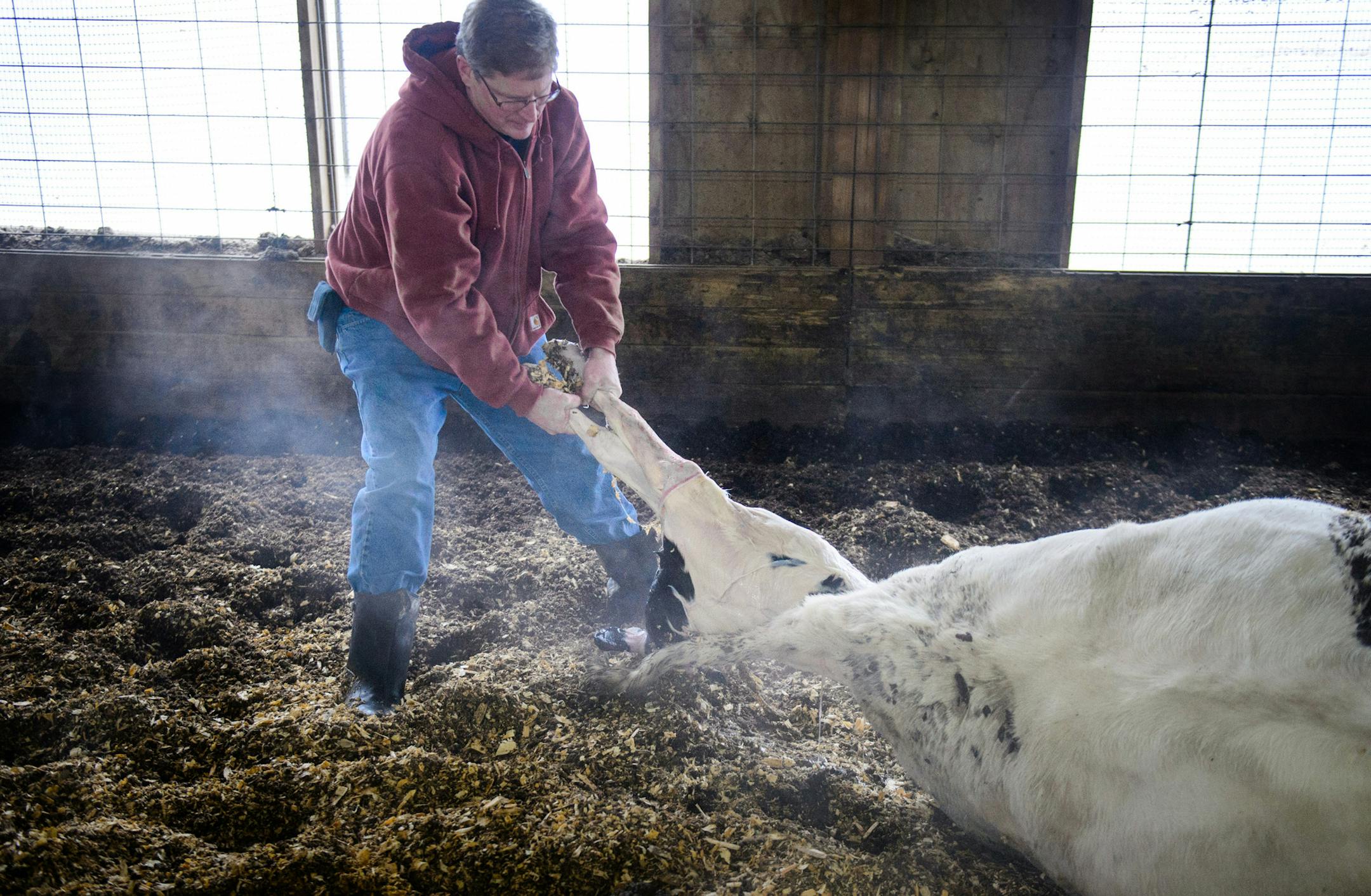 Pat Lunemann delivered a calf on his dairy farm in Clarissa, Minnesota. He said that happens around 800 times a year at the farm. ] GLEN STUBBE * gstubbe@startribune.com Tuesday, December 23, 2014 Pat Lunemann is president of the Minnesota Milk Producers Association and owns over 700 cows in his dairy operation in Clarissa, Minnesota. eEDS, the calf was fine and walked shortly after.