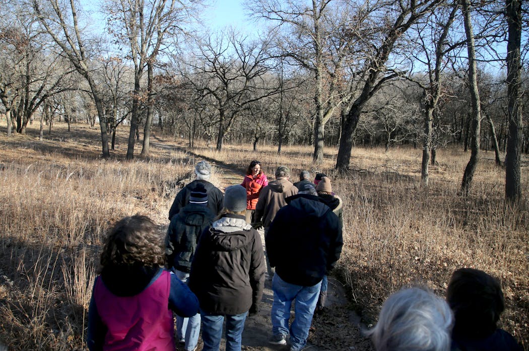 Cedar Creek Ecosystem Science Reserve is one of the settings for the research. Above is shown an unrelated program on the oak savannah efforts at the preserve. 