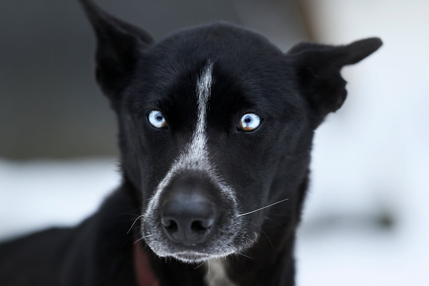 Texas - Colleen Wallin, Silver Creek Sled Dogs, handicaps her gang line and tells us what makes her dogs tick. Advancer for Beargrease Sled Dog Race. ] BRIAN PETERSON ¥ brian.peterson@startribune.com
Two Harbors, MN 12/18/2017