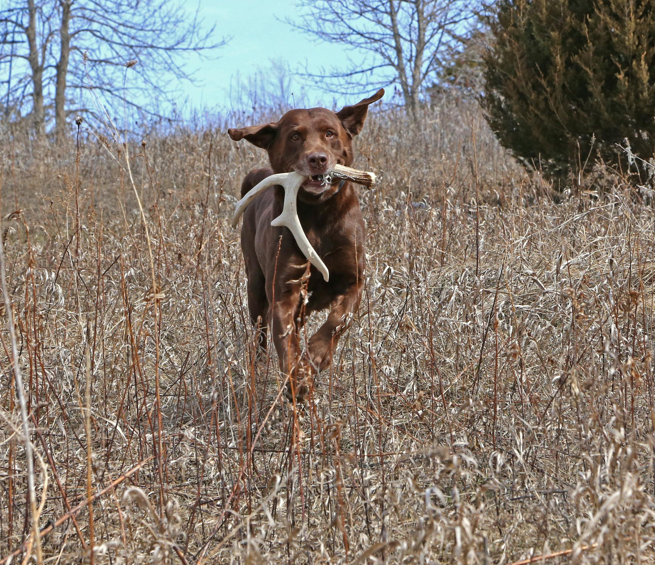 Easton, who won the 2011 World Shed Dog Championship, open division, with her owner and trainer, Josh Miller of River Stone Kennels in New Richmond, Wis., returns with a whitetail antler in preparation for next weekend's title event near Northfield, Minn.