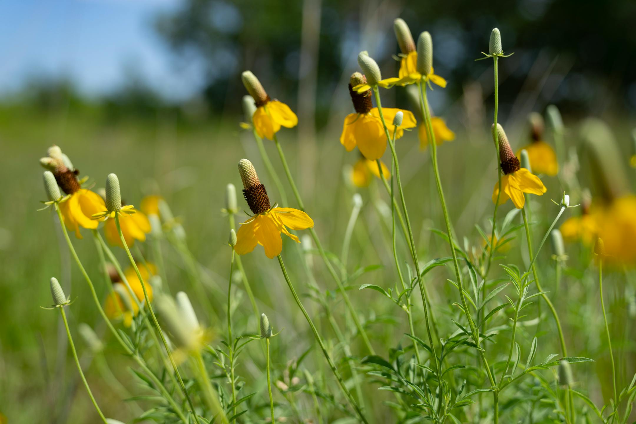 Yellow flowers take in sunlight at Upper Sioux Agency State Park.