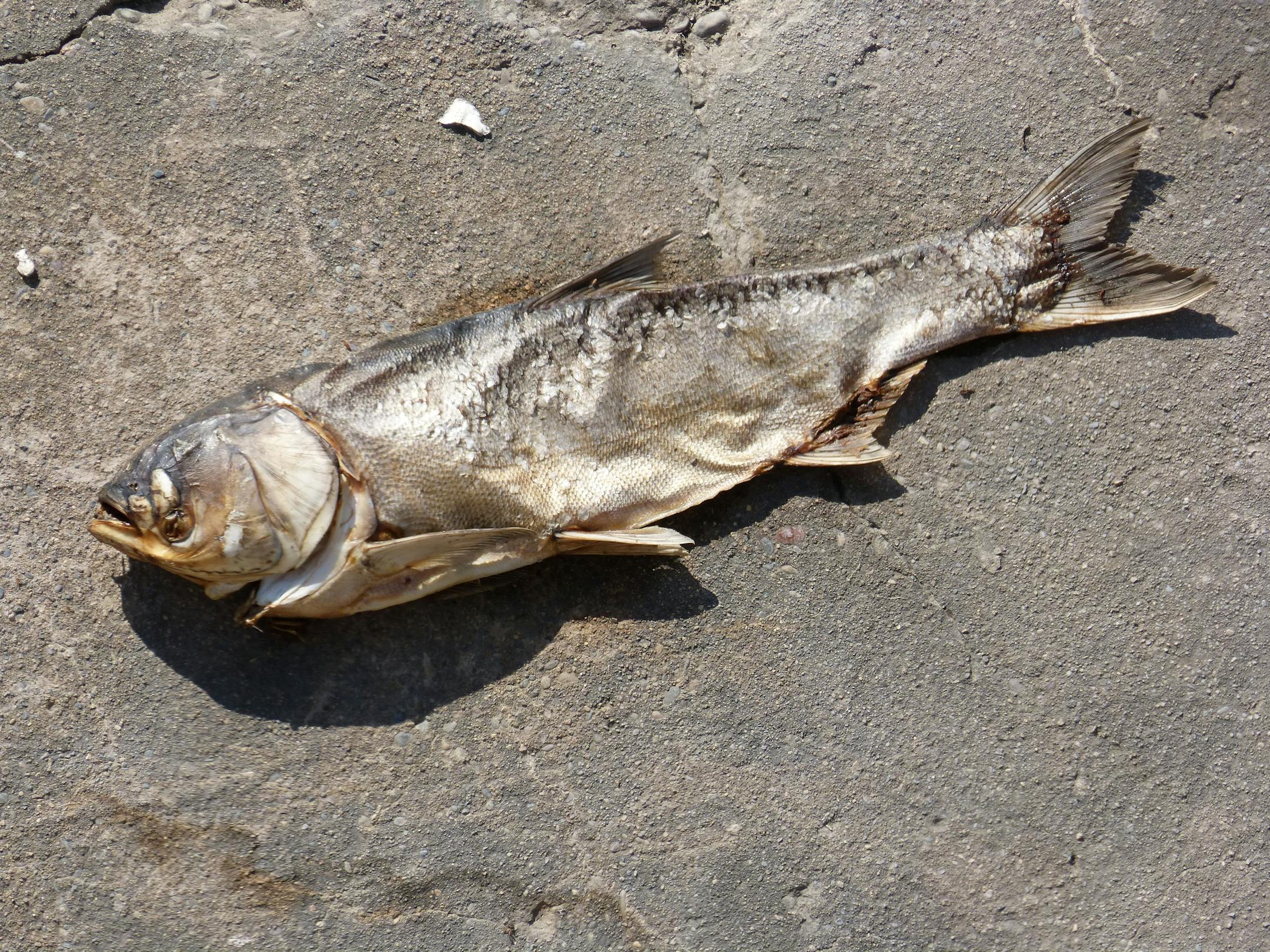 A dead silver carp, the species infamously known for furiously leaping out of the water, has been found just north of Winona state conservation officials said Thursday.