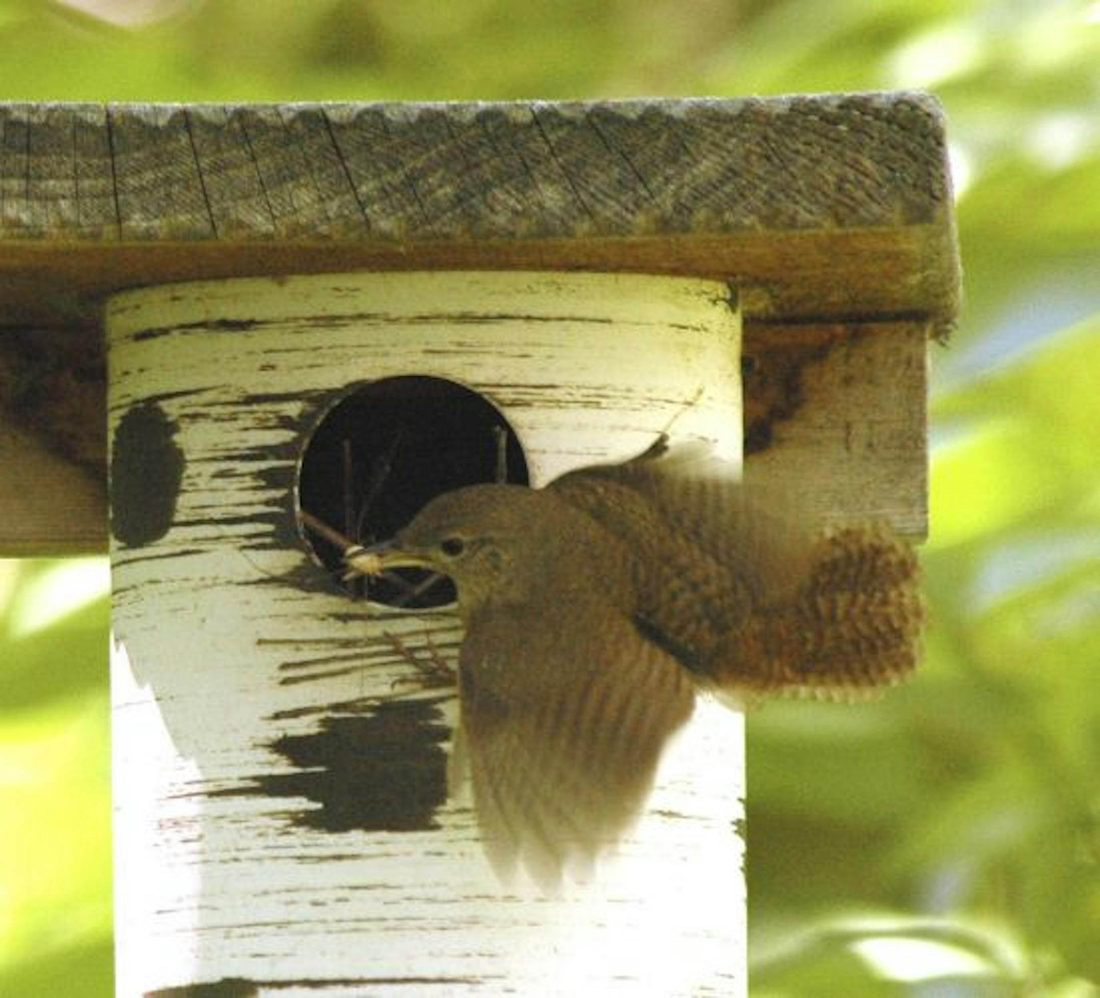 House wren flutters outside a nest box