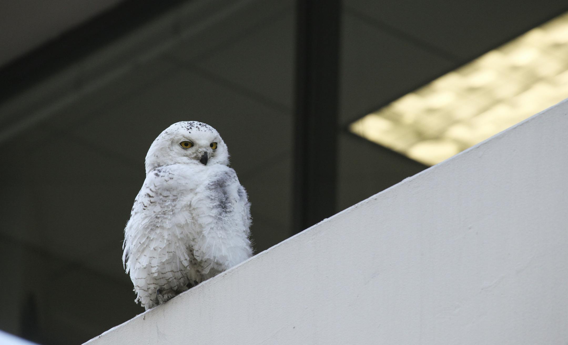FILE - In this Jan. 24, 2014, file photo, a snowy owl sits perched outside The Washington Post headquarters in Washington. The snowy owl that captured the nation's capital's attention when it perched at The Washington Post building and survived being hit by a bus has died. The University of Minnesota's Raptor Center in St. Paul says on its website that the owl, which had undergone rehab there, was found dead on the shoulder of a Minnesota highway. (AP Photo/The Washington Post, Nathaniel Grann,