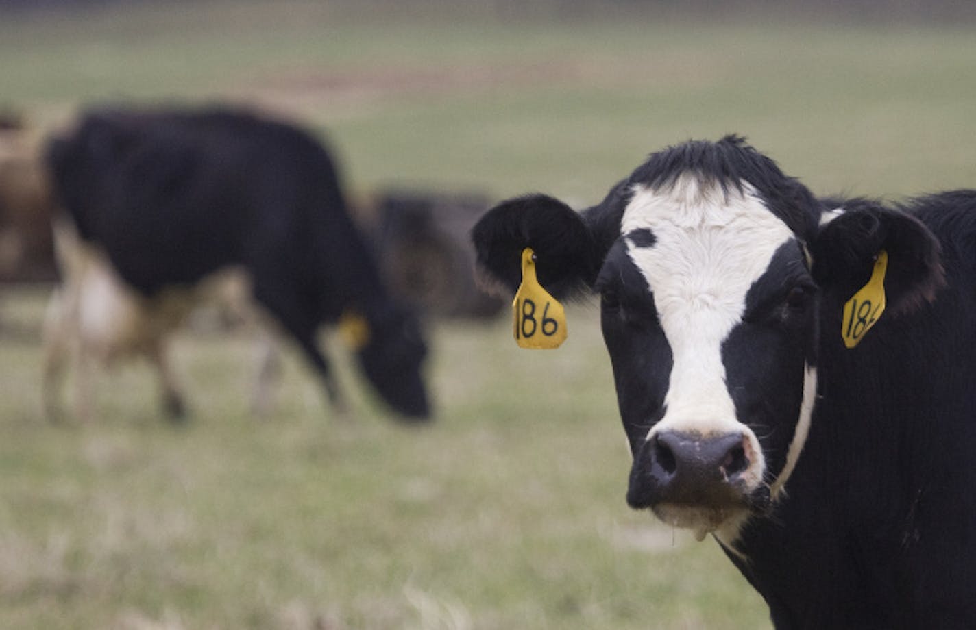 In this April 17, 2008 file photo, cows are seen grazing on the farm near Rio, Wis. Do cows have a compass? Somehow, cattle seem to know how to find north and south, say researchers who studied satellite photos of thousands of cows around the world. Cattle that were grazing or resting tended to align their bodies in a north-south direction, a team of German and Czech researchers reports in Tuesday's issue of Proceedings of the National Academy of Sciences.