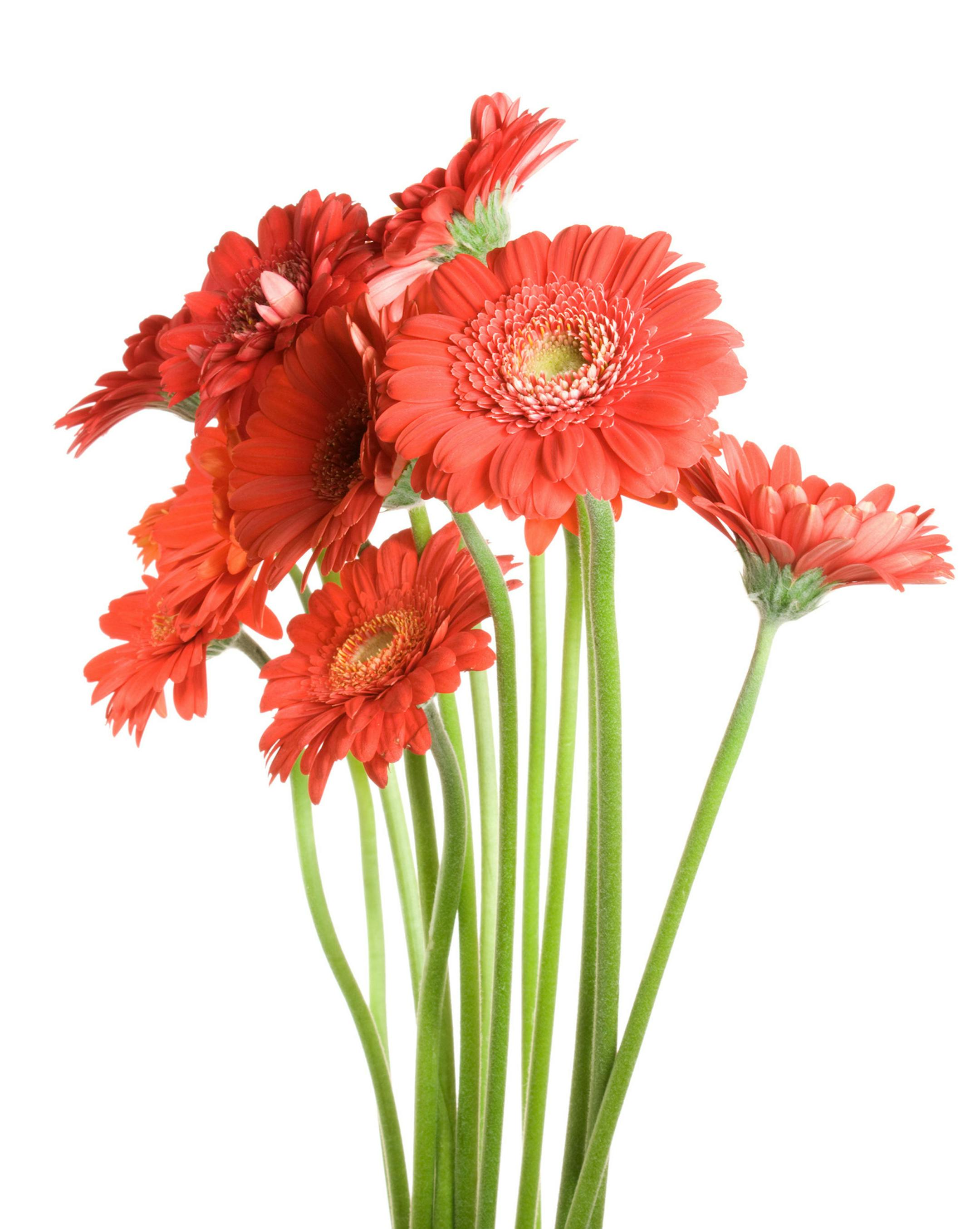 istock
Gerbera daisies